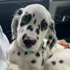 ilovedogs7770