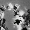 hydrangea2424