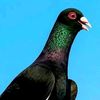 kongar_711