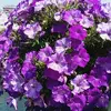 cur.mauve