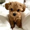 gnocchithemaltipoo
