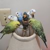 birdy7354