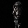 asln.aslan227