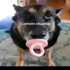joaozinho123583