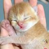 kitty~kitty