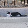 shadowthemountaincat