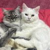 mohamed.abd.alhai0