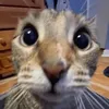 patul.e_