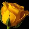 rossemarylopez38
