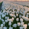 tulip0160