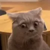 hn_8110