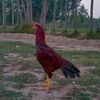 javed.khan2324