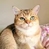 loki_loki_loki_