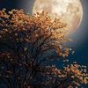 khaled.omar588