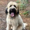 magnersthebriard_