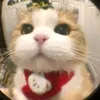 kitsune4228