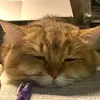 catiuvietnam
