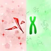 double.x86