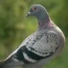 pipik.sebik