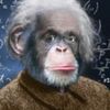 professor.chimp4