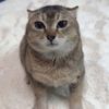 catnipbait