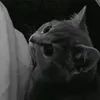 zzoibsm
