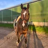 xeventingx