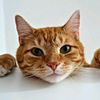 lovecat753