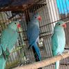 pakhobbyking.com