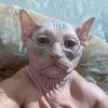 reyrara.puf
