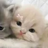 nttngan_1608