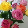 marwa.senan