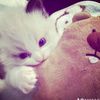 ara_dnsa