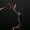 djavu_n