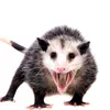 cramosgodyt