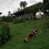 ivy.nanquil