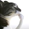 wftb_enjoyer2