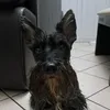 originalthomasthedog
