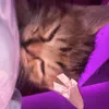 phoebeeznutz