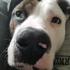 jackson.die.kokos