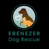 @Ebenezer dogs rescue