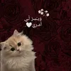 nada.awad.zaghlou