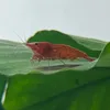 KeepingFishies