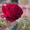 mariamrmilat