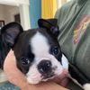 Hoodsie the Boston