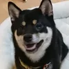shibainu.no.toriko