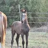 stable.tsonev