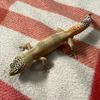 elgeckoxd