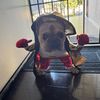 ilovemydog388