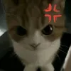nonchnnoie